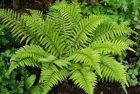 کمپرس برای درمان واریس